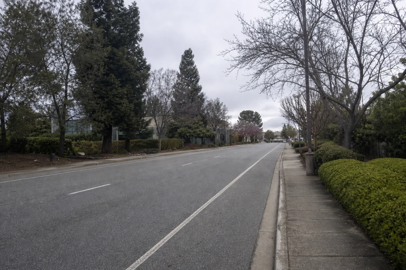 Quiet multi-lane road on an overcast day, lined with redwoods, bare trees, trimmed hedges, a sidewalk and low office buildings set back from the street